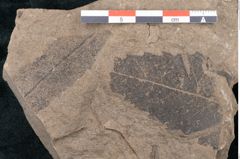 Foto (Detailansicht) von Quercus pseudolonchitis Ettingshausen (NHMW-GEO-2024-0188-7978)